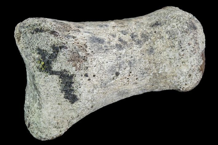 Hadrosaur Finger Bone - Alberta (Disposition #-) #95179